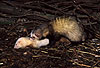 Paarung eines Iltisfrettchenr�den und einer Siamfrettchenf�he / Male sable ferret and female siamese ferret mating