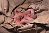 1-2 Tage alte Frettchen / 1 or 2 days old ferrets