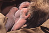 Junge Frettchen beim Saugen, eine Woche alt / Young ferrets suckling (one week old)
