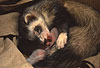 Mutter (Harlekinfrettchen) beleckt die Ano-genitalregion eines Jungtieres / Mother (mitted ferret) licks the ano-genital-region of a cub