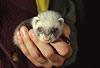 Vier Wochen altes Itisfrettchen / Young sable ferret, four weeks old