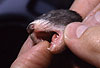 Milchz�hne eines vier Wochen alten Iltisfrettchens / Milk-teeth of a 4-week-old sable ferret-cub