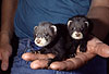 Junge Iltisfrettchen / Sable ferret cubs