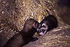 Mutter und Jungtier (Iltisfrettchen) / Mother and cub (sable ferret)