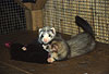 Spielende Jungtiere (Harlekin und Badger) / Playing cubs (mitted and badger)