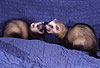 Spielende Jungtiere (Iltisfrettchen) mit Spielgesicht / Playing cubs (sable) showing open-mouth play-face