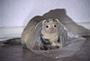 Pandafrettchen spielt mit Plastikt�te / Panda ferret playing with a plastic-bag