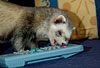 Harlekinfrettchen spielt mit Fernbedienung / Mitted ferret playing with remote control