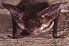 Graues Langohr (Plecotus austriacus) / Grey long-eared bat (Plecotus austriacus)