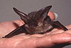 Graues Langohr (Plecotus austriacus), Pflegetier / Grey long-eared bat (Plecotus austriacus)