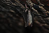 Gro�es Mausohr (Myotis myotis) im Winterquartier, Kellergew�lbe / Greater mouse-eared bat (Myotis myotis) in winter-quarter