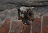 Gro�es Mausohr (Myotis myotis), Cluster im Winterquartier, Kellergew�lbe / Greater mouse-eared bat (Myotis myotis), cluster in winter-quarter