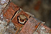 Gro�es Mausohr (Myotis myotis) im Winterquartier, Kellergew�lbe / Greater mouse-eared bat (Myotis myotis) in winter-quarter