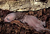 Hermelin-Jungtier im Alter von etwa einer Woche. Die Nackenm�hne ist ein f�r Hermelin-Jungtiere typisches Merkmal. Sie bildet sich in der vierten Lebenswoche wieder zur�ck. / Stoat, cub, one week