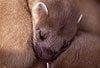 Hermelin-Jungtier im Alter von etwa f�nf Wochen. Es �ffnet sich ein Auge, die Lidspalte ist zum Teil schon getrennt. / Stoat, cub, five weeks, opening of the eye
