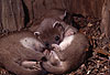 Hermelin-Jungtiere im Alter von sechs Wochen / Stoat cubs, six weeks old