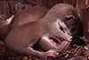 Hermelin-Jungtiere im Alter von sechs Wochen / Stoat cubs, six weeks old