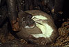 Hermelin-Mutter und Jungtiere im Nest / Stoat, mother and cubs