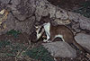 Spielende junge Hermeline: Rechts R�de, links F�he / Young stoats, male and female, playing