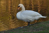 H�ckerschwan am Ufer / Mute swan, river-bank / Cygnus olor