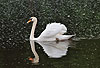 H�ckerschwan in Imponierhaltung / Mute swan, display behaviour / Cygnus olor