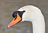 H�ckerschwan, M�nnchen mit Schnabelh�cker / Mute swan, male / Cygnus olor