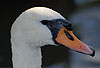 H�ckerschwan, Weibchen / Mute swan, female / Cygnus olor
