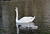 H�ckerschwan, Mutter mit Nachwuchs / Mute swan, mother and offspring / Cygnus olor