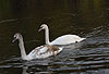 H�ckerschwan, Jungv�gel, einer in typischer Grauf�rbung, einer wei� / Mute swan, young (grey and white) / Cygnus olor