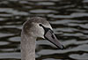H�ckerschwan, Jungvogel in typischer Grauf�rbung / Mute swan, young, grey / Cygnus olor