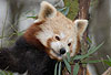 Kleiner Panda, Roter Panda, Katzenb�r (Ailurus fulgens) / Lesser panda, Red panda (Ailurus fulgens)