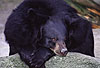 Kragenb�r / Asian black bear