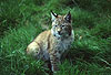 Europ�ischer Luchs / Lynx/ Lynx lynx