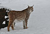 Luchs im Schnee / Lynx, snow / Lynx lynx