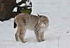 Luchs im Schnee / Lynx, snow / Lynx lynx