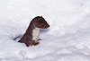 Mauswiesel im Schnee / Weasel in the snow