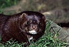 Amerikanischer Nerz, Mink (R�de)/ American mink (male)