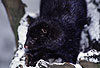 Amerikanischer Nerz, Mink im Schnee / American mink, snow