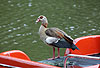 Nilgans auf Tretboot / Egyptian goose staying on a boat / Alopochen aegyptiacus