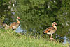 Nilg�nse am Fluss-Ufer / Egyptian geese, river-bank / Alopochen aegyptiacus