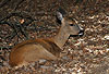 Reh / Roe deer / Capreolus capreolus