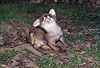 Rotfuchs, junger R�de kratzt sich / Red fox, young male, scratching / Vulpes vulpes