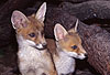Rotfuchs, junger R�de und junge F�he / Red fox, young male and young female / Vulpes vulpes