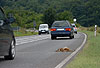 Rotfuchs, Verkehrsopfer / Red fox, killed by a car / Vulpes vulpes