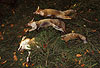 Rotf�chse, auf Treibjagd erlegt / Red foxes, killed by hunters / Vulpes vulpes