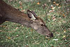 Rothirsch / Red deer