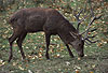 Sikahirsch (Winterfell) / Sika deer, Japanese deer