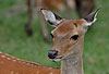 Sikahirsch (Sommerfell) / Sika deer, Japanese deer