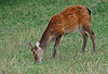 Sikahirsch (Sommerfell), grasend / Sika deer, Japanese deer