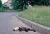 Steinmarder Verkehrsopfer / Beech marten killed by a car